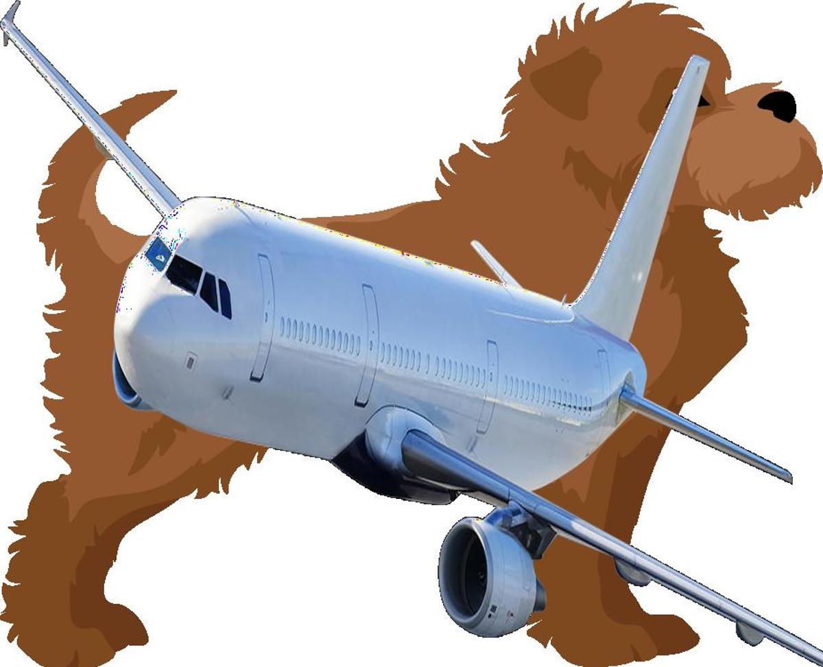 Can you Fly with Affenpinscher on an Airplane?