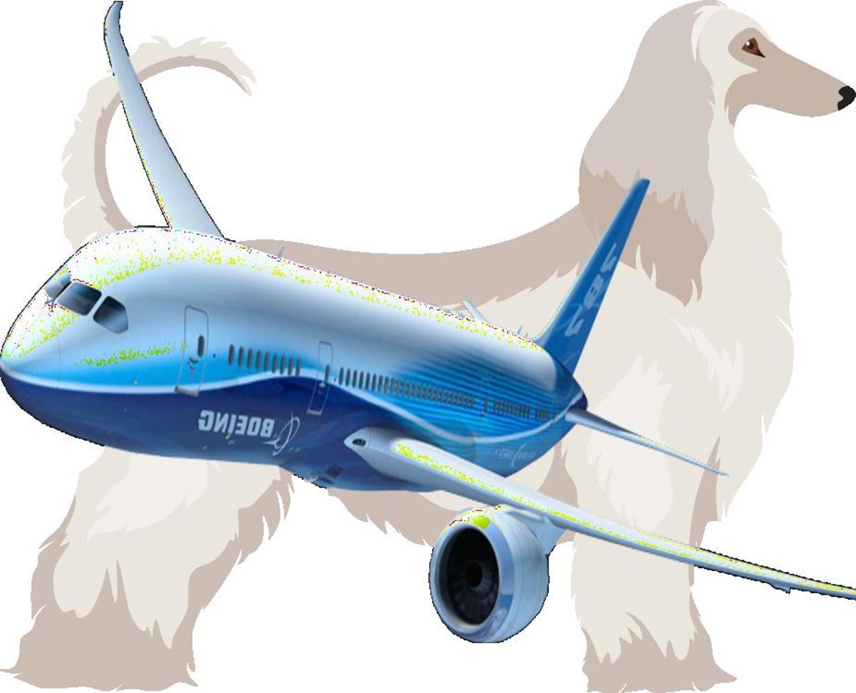 How to Travel with Afghan Hound on an Airplane (Travel Crate Size Calculator)