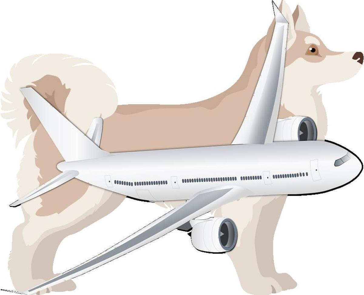 How to Travel with Alaskan Klee Kai on an Airplane (Travel Crate Size Calculator)
